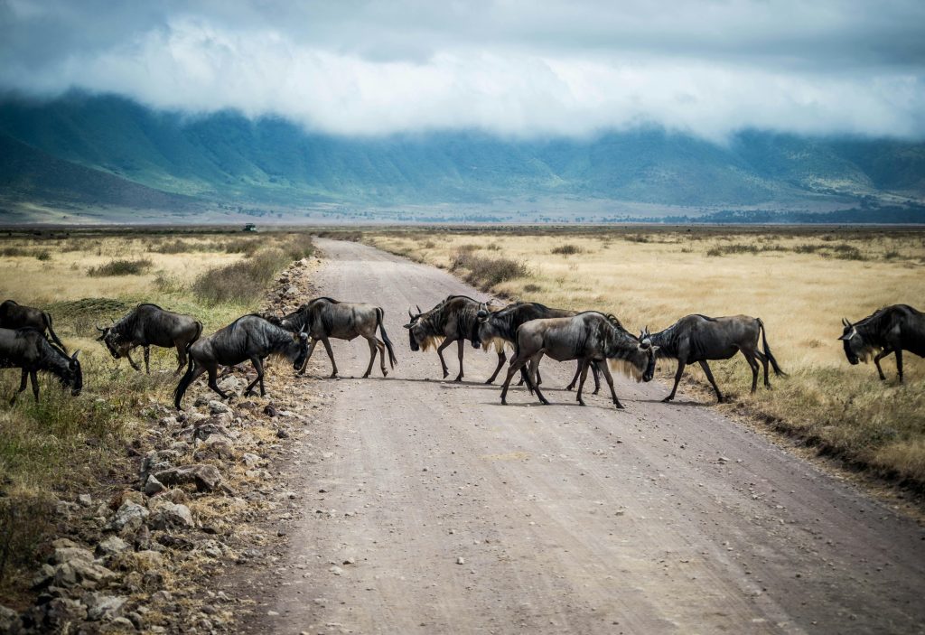 tanzania